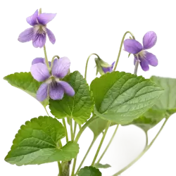 Imagen PNG para descargar